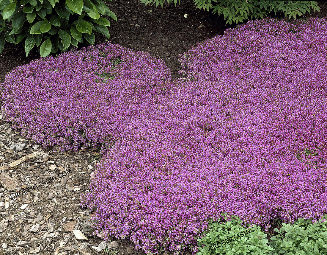 Creeping Thyme 'Magic Carpet'
